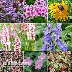 Perennial Summer Garden Collection