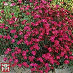 Dianthus deltoides 'Brilliancy'