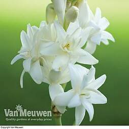 Polianthes tuberosa 'The Pearl'