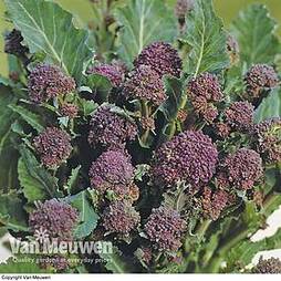 Broccoli 'Early Purple Sprouting' (Purple Sprouting) (Seeds)