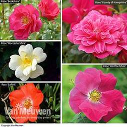 Nurserymans Choice Rose Ground Cover Collection (Groundcover Rose)