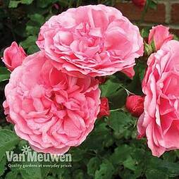 Rose 'Scented Double Pink'