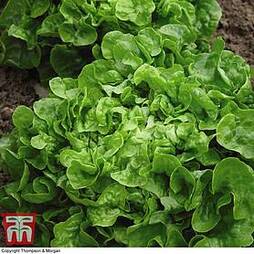 Organic Lettuce 'Red & Green Salad Bowl Mixed' (Loose-Leaf)