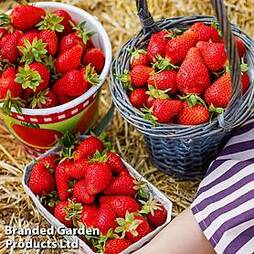 Nurserymans Choice Strawberry