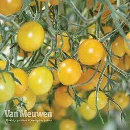 Tomato Tomberry Yellow Grafted