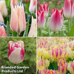 Tulip 'Colour Changing Collection'