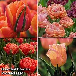 Tulip 'Apricot Shades Collection'