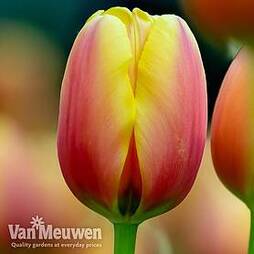 Tulip 'World Peace'