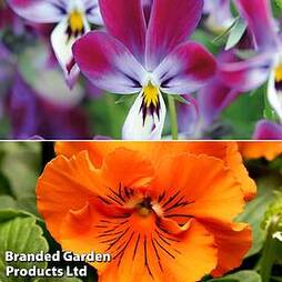 Pansy and Viola Winter Duo