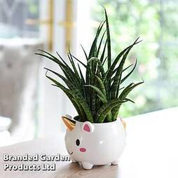 Unicorn Pot with Sanseviera 'Fernwood' Plant (House Plant) - Gift
