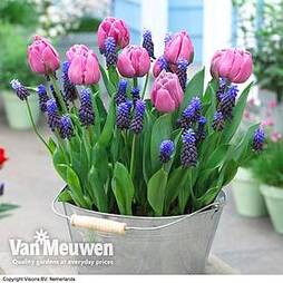 Plant-O-Mat Bulbs Tulip 'Purple Prince' and Muscari latifolium