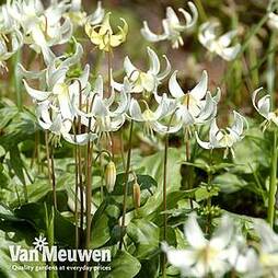 Erythronium californicum 'White Beauty'