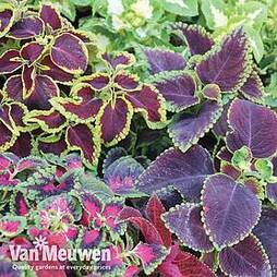 Coleus 'Wizard Mixed'