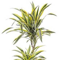 Dracaena fragrans 'Yellow Coast' (House Plant)