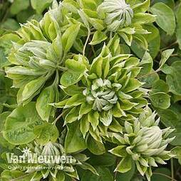 Clematis 'Green Passion'